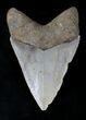 Serrated Megalodon Tooth - North Carolina #21651-2
